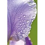 Weleda - Iris Regenererende Nachtcreme - 100% Natuurlijke Ingrediënten