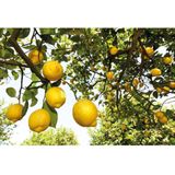 Weleda - Citrus - Hand- en Nagelcrème - 75ml - Natuurlijke Ingrediënten