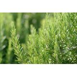 Weleda - Hydraterende Crème - Gezichtscrème - Lichte Textuur - Biologisch