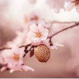 WELEDA - Sensitive Herstellende Gezichtsolie - 100% Natuurlijk - Amandelolie