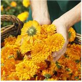 Weleda - Ringelbloemencrème - 75 ml - Voor Donkere Plekken