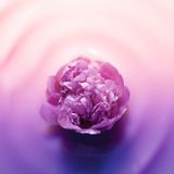 L'Oréal Paris - Age Perfect Golden Age - Nachtcrème - Roze - 50 ml