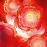 L’Oréal Paris Revitalift Red Cream