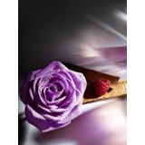 Lancôme Trésor Midnight Rose Eau de Parfum for Women 30 ml