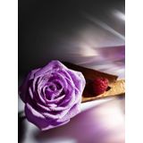 Lancôme Trésor Midnight Rose Eau de Parfum - 30 ml