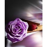 Lancôme Trésor Midnight Rose Eau de Parfum for Women 75 ml