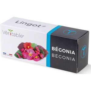 Véritable® Lingot® BEGONIA -  BEGONIA navulling voor alle Véritable® binnenmoestuin-toestellen
