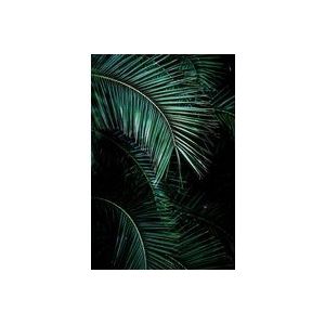 Rasch Behang 100990 - Fotobehang met palmbladeren op zwarte achtergrond uit de Young Artists collectie - 2,80m x 1,86m (L x B)