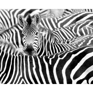 Rasch Behang 363609 - fotobehang op vlies met zebrakudde in zwart-wit - collectie African Queen III