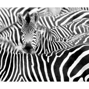 Rasch Behang 363616 - fotobehang op vlies met zebra kudde in zwart-wit - collectie African Queen III