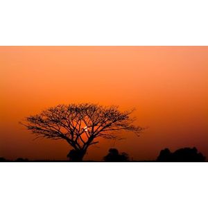 Rasch Behang 363647 - Fotobehang op vlies met Afrikaans motief, zonsondergang boom Savanne Afrika Oranje Zwart