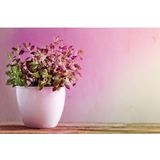 Paulmann - 28733 - LED Lamp - Roze - Plantenlicht - 6,5W - E27