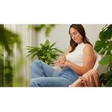 Weleda - Citrus Hand- en Nagelcrème - 50 ml - Verfrissend en Natuurlijke Ingrediënten