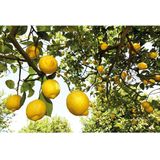 WELEDA 24H Roll On Deodorant Citrus % natuurlijk