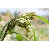 Weleda - Gierstverzorgingsshampoo - 190 ml - Natuurlijke Ingrediënten