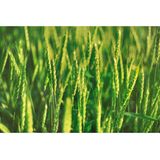 Weleda - Haver - Conditioner - 200 ml - Voedt en hydrateert droog haar