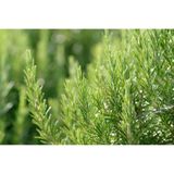 WELEDA - Voedende Haarolie - Rozemarijn - 50ml - 100% natuurlijk