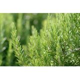 WELEDA Rozemarijn Haarlotion 100ml - 100% Natuurlijk – Stimuleert Haargroei & Vermindert Haaruitval