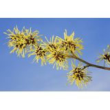 Weleda - 2-in-1 Reiniging - Gezichtsreiniger - 100 ml - Natuurlijk