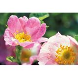 WELEDA - Harmoniserende Body Olie - Wilde Rozen - 100ml - 100% natuurlijk