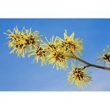 WELEDA - Milde Reinigingsmousse - Reiniging - 150ml - 100% natuurlijk