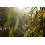 WELEDA - Zuiverende Reinigingsgel - Wilg - 100ml - 100% natuurlijk