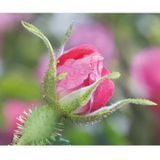 Weleda - Wilde Rozen en Witte Thee - Vitaliserende Oogcontourcrème - 12ml