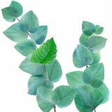 6x Kneipp Badschuim Refreshing Mint Eucalyptus 400 ml