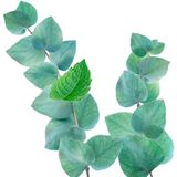 Kneipp Mini Douche Refreshing 75 ml