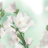 Kneipp Balancing - Badolie - Patchouli - Zachte kalmerende geur - Vegan - Dierproefvrij - 1 st - 100 ml