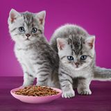 12x85g Junior Klassieke Selectie in Saus Whiskas Kattenvoer Maaltijdzakjes
