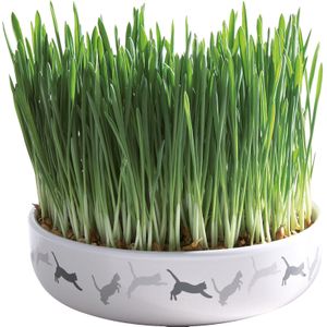 Trixie Ceramic Bowl with Cat Grass ø 15 x 4 cm