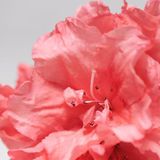 Babor - Skinovage - Gezichtsmasker - Purifying - 75 ml