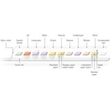 Combur 9 Test Strips