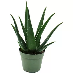 wofür kann man aloe vera gel verwenden Aloe Vera Gel main image 1
