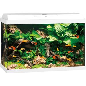 Juwel Primo 70 Aquarium - Wit - 70L - 61 x 31 x 44 cm