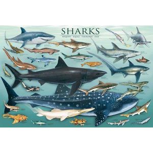 Empire - Poster Educational haai, 61 x 91,5 cm, meerkleurig