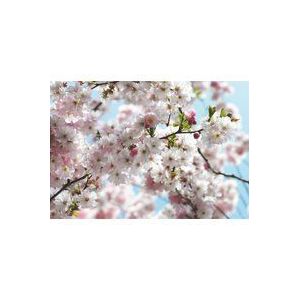 Komar - Hanami - Fotobehang - Bloemenmotief - Milieuvriendelijk - FSC-gecertificeerd