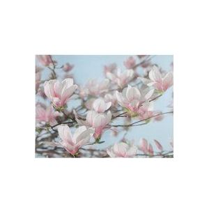 Komar Fotobehang Magnolia