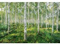Komar Fototapete »Sunny Day - Größe 368 x 254 cm«, bedruckt, Wohnzimmer, Schlafzimmer