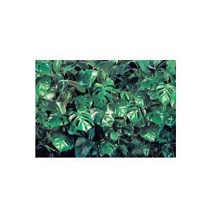 Komar fotobehang kostbare in regenwoud design | voor keuken, posterbehang voor woonkamer, slaapkamer of badkamer | wandbehang in de grootte 368 x 254 cm | 8-333, groen