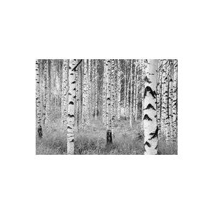 Komar - fleece fotobehang WOODS - 368 x 248 cm - behang, wand, decoratie, wandbedekking, wanddeco, boom, bomen, landschap - XXL4-023