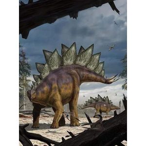 Komar Dino Vlies fotobehang - Stegosaurus - Afmetingen: 184 x 248 cm (breedte x hoogte) - dinosaurus, dino, jurrasic, kinderkamer, behang - XXL2-530 bont