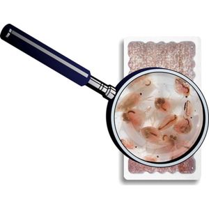 Junai.nl Watervlo levend 90ML voor vissen