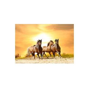 BEELD BEHANG PAPERMOON, paarden lopen in zonsondergang, vlies fotobehang, digitale druk, incl. lijm, verschillende maten