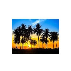 Papermoon Fototapete »Coconut Palm Trees«