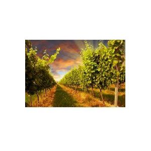 Papermoon Fototapete »Sunset Vineyard«