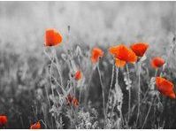Papermoon Fototapete »Red Poppy Flowers«