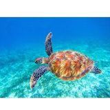 Papermoon Fototapete »Big Green Sea Turtle«
