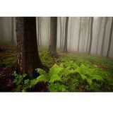 Papermoon Fototapete »Mystischer Wald«
